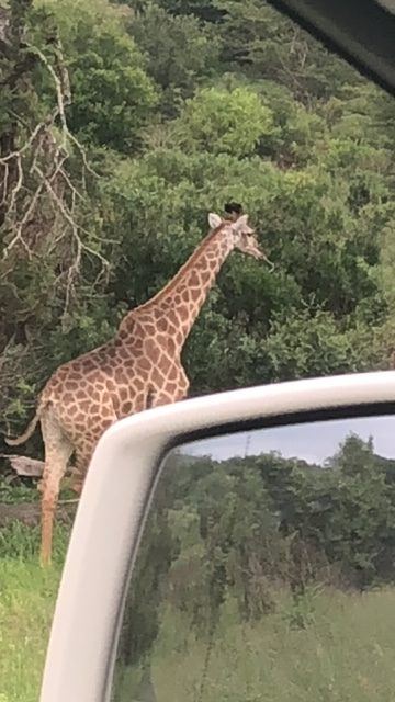 Giraffa di casa 