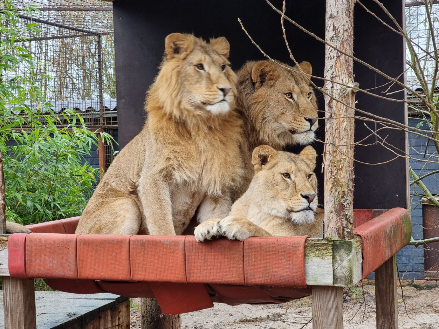 Davide Koster Rescue lions